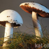 Zdjęcie: pieczarka polna - Agaricus campestris.jpg